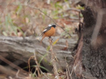 2024年3月2日(土) 長池公園の野鳥観察記録