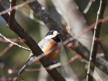 Varied Tit みのかも健康の森 Sun, 3/3/2024