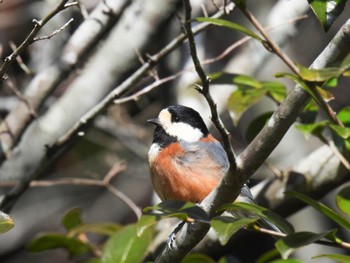 Varied Tit みのかも健康の森 Sun, 3/3/2024