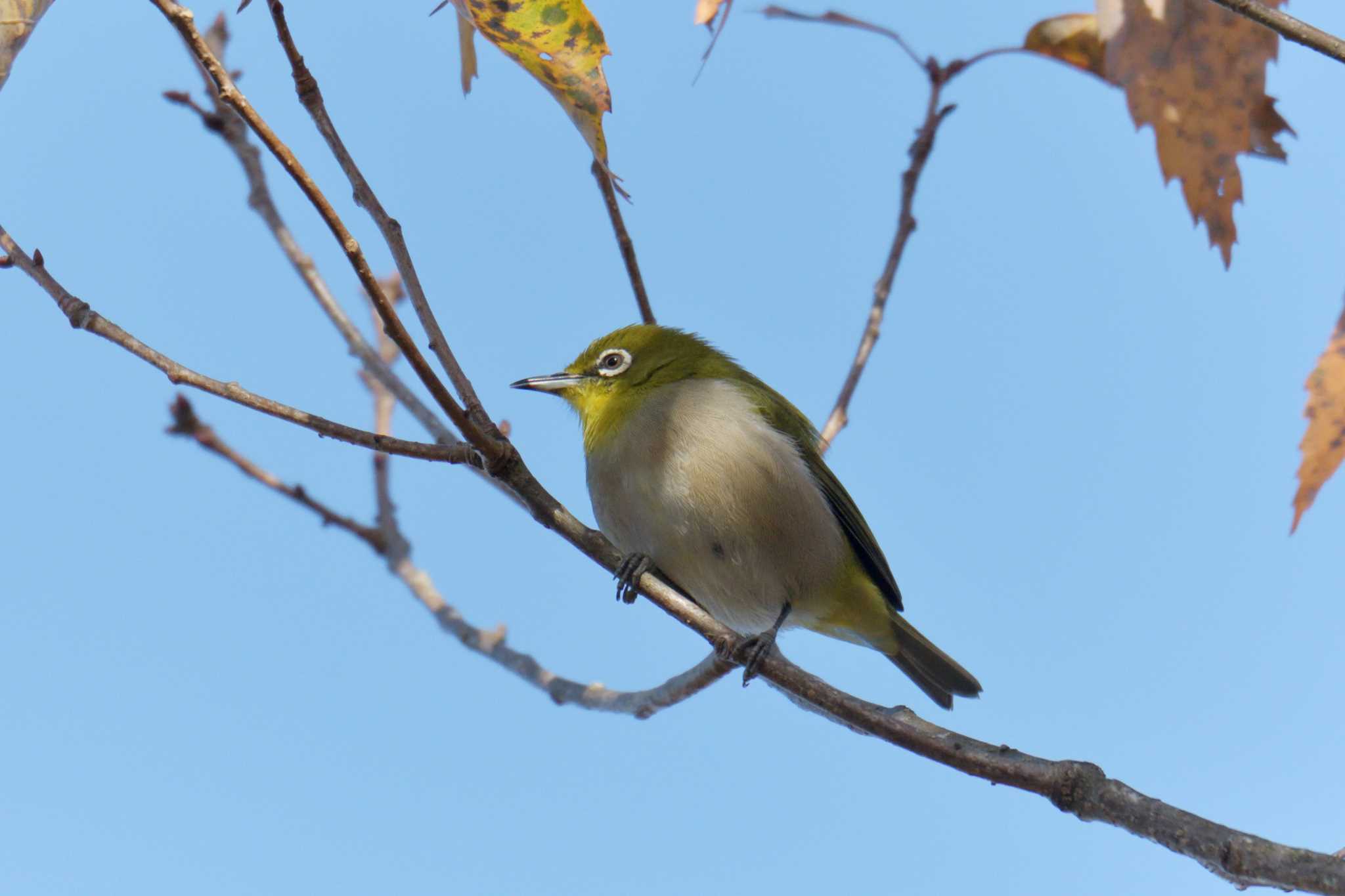 Warbling White-eye