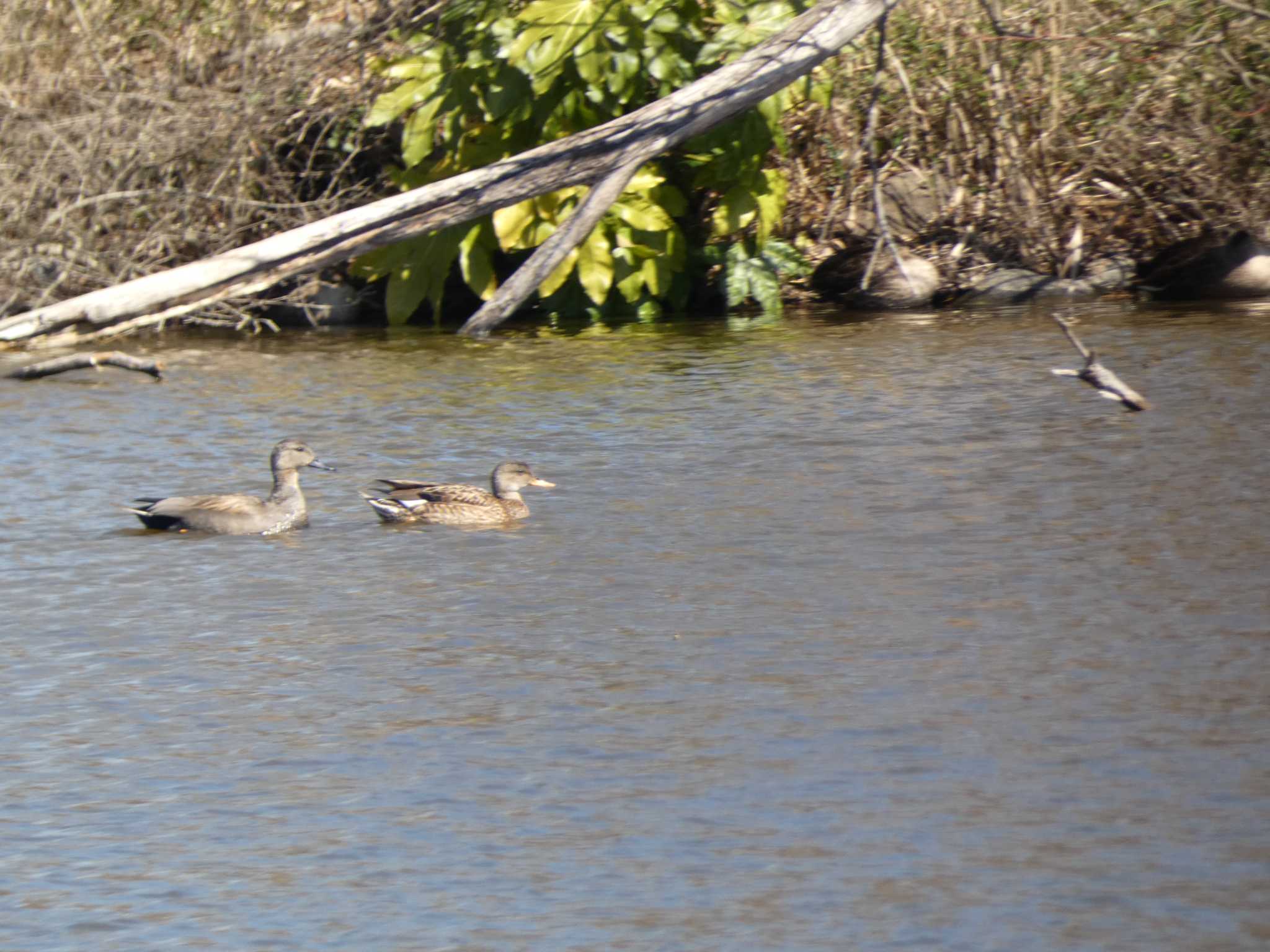 Gadwall