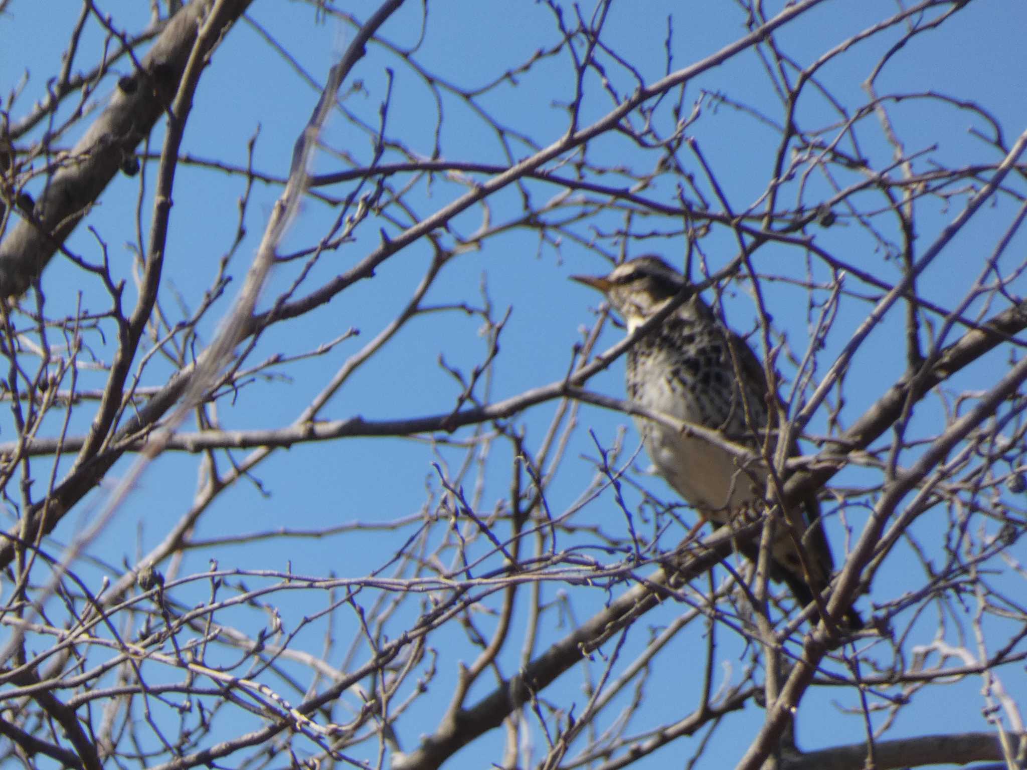 Dusky Thrush