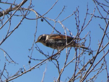 2024年3月3日(日) 21世紀の森と広場(千葉県松戸市)の野鳥観察記録