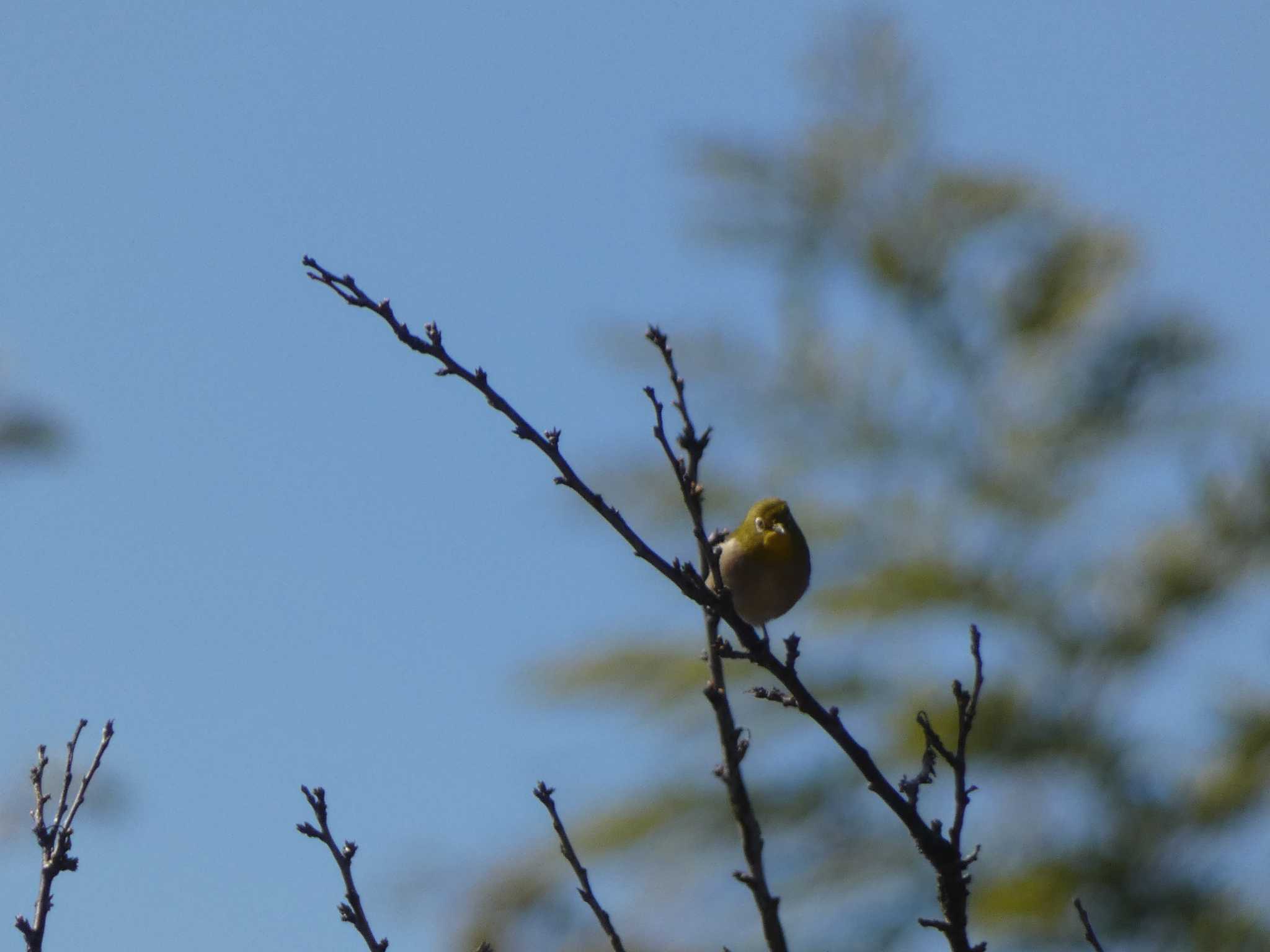 Warbling White-eye