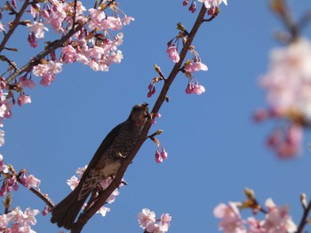 Brown-eared Bulbul 21世紀の森と広場(千葉県松戸市) Sun, 3/3/2024