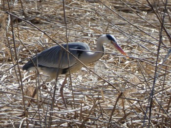 Grey Heron 21世紀の森と広場(千葉県松戸市) Sun, 3/3/2024