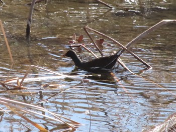 Common Moorhen 波志江沼環境ふれあい公園 Sun, 3/3/2024