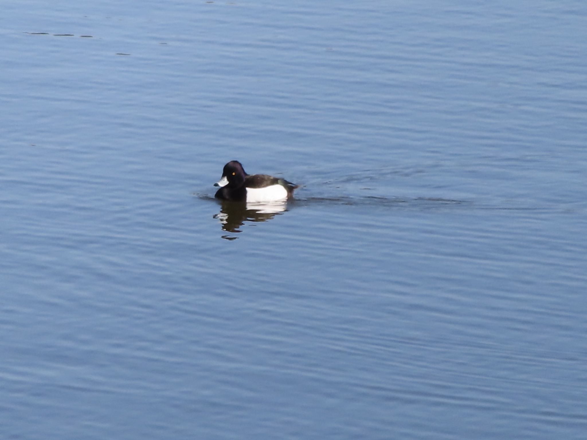 Photo of Tufted Duck at 波志江沼環境ふれあい公園 by アカウント12456