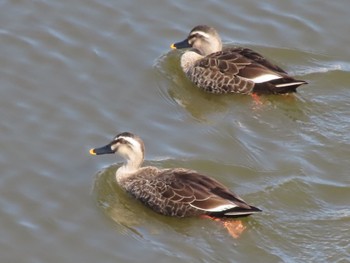 Eastern Spot-billed Duck 波志江沼環境ふれあい公園 Sun, 3/3/2024