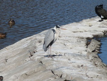 Grey Heron 波志江沼環境ふれあい公園 Sun, 3/3/2024