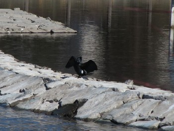 カワウ 波志江沼環境ふれあい公園 2024年3月3日(日)