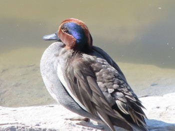 コガモ 波志江沼環境ふれあい公園 2024年3月3日(日)