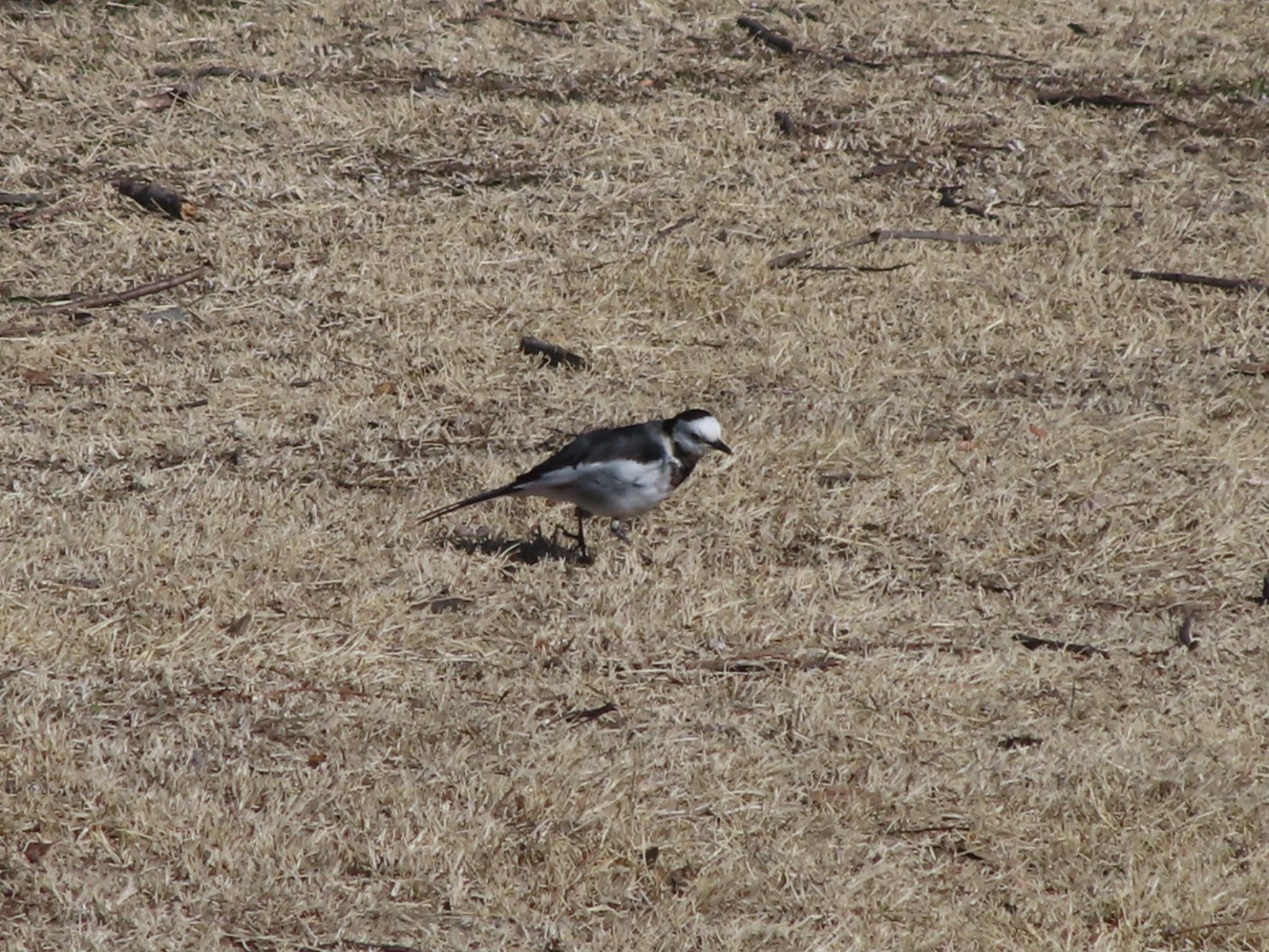 White Wagtail