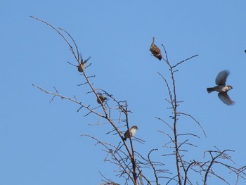 Eurasian Tree Sparrow 波志江沼環境ふれあい公園 Sun, 3/3/2024
