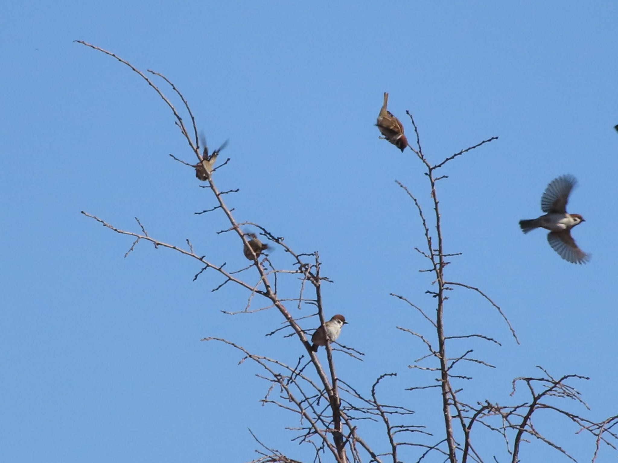 Eurasian Tree Sparrow