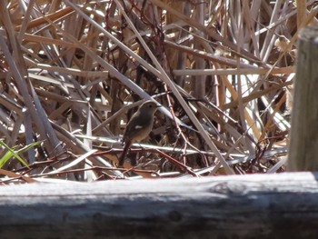 2024年3月3日(日) 波志江沼環境ふれあい公園の野鳥観察記録