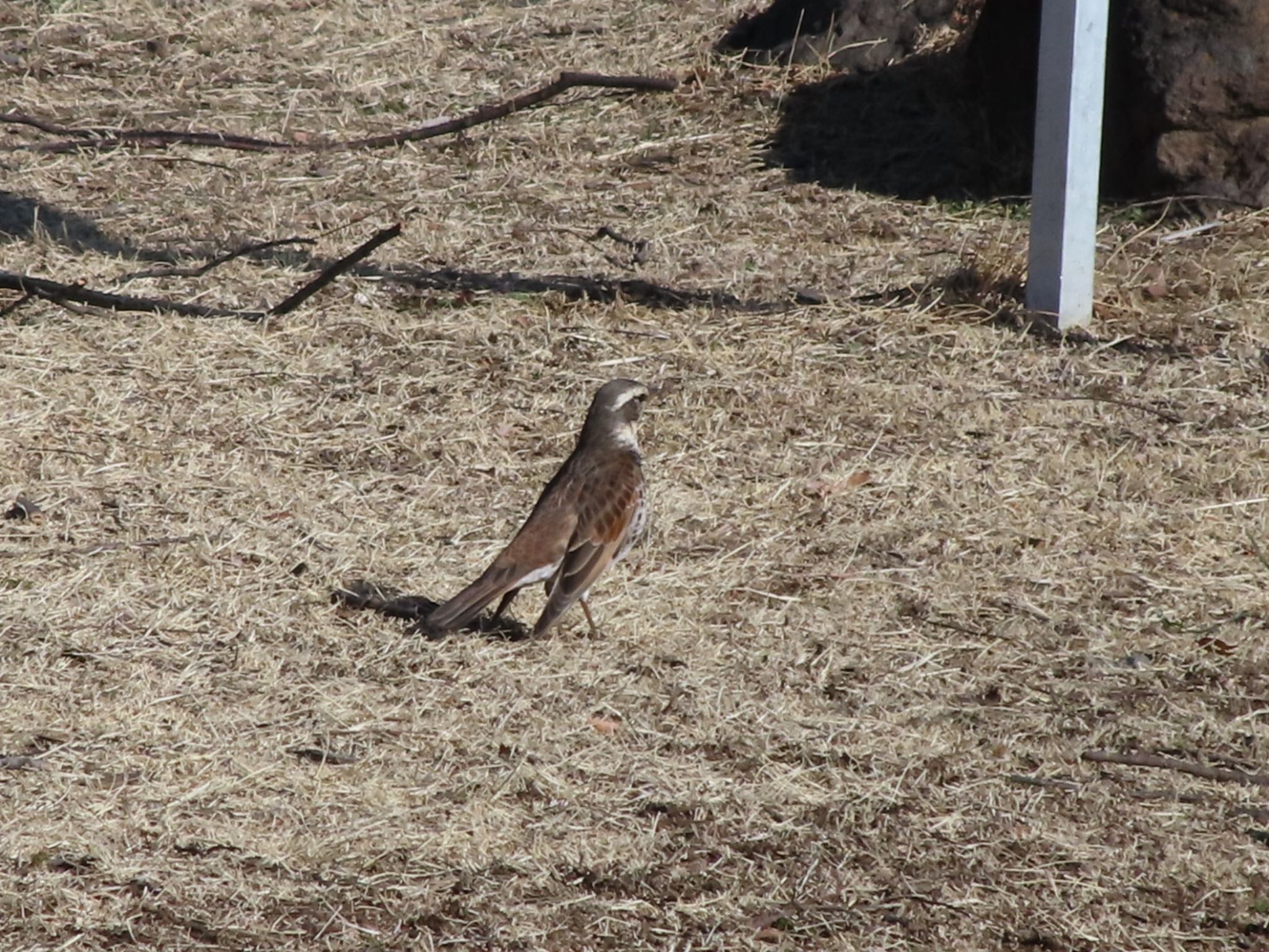 Photo of Dusky Thrush at 波志江沼環境ふれあい公園 by アカウント12456