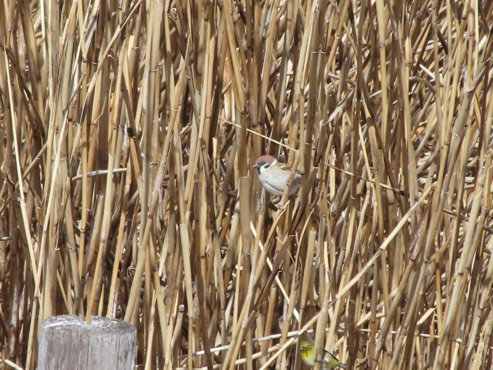 Photo of Eurasian Tree Sparrow at 波志江沼環境ふれあい公園 by アカウント12456