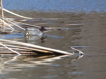 Eurasian Teal 21世紀の森と広場(千葉県松戸市) Sun, 3/3/2024