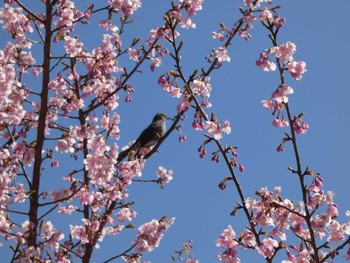 ヒヨドリ 21世紀の森と広場(千葉県松戸市) 2024年3月3日(日)