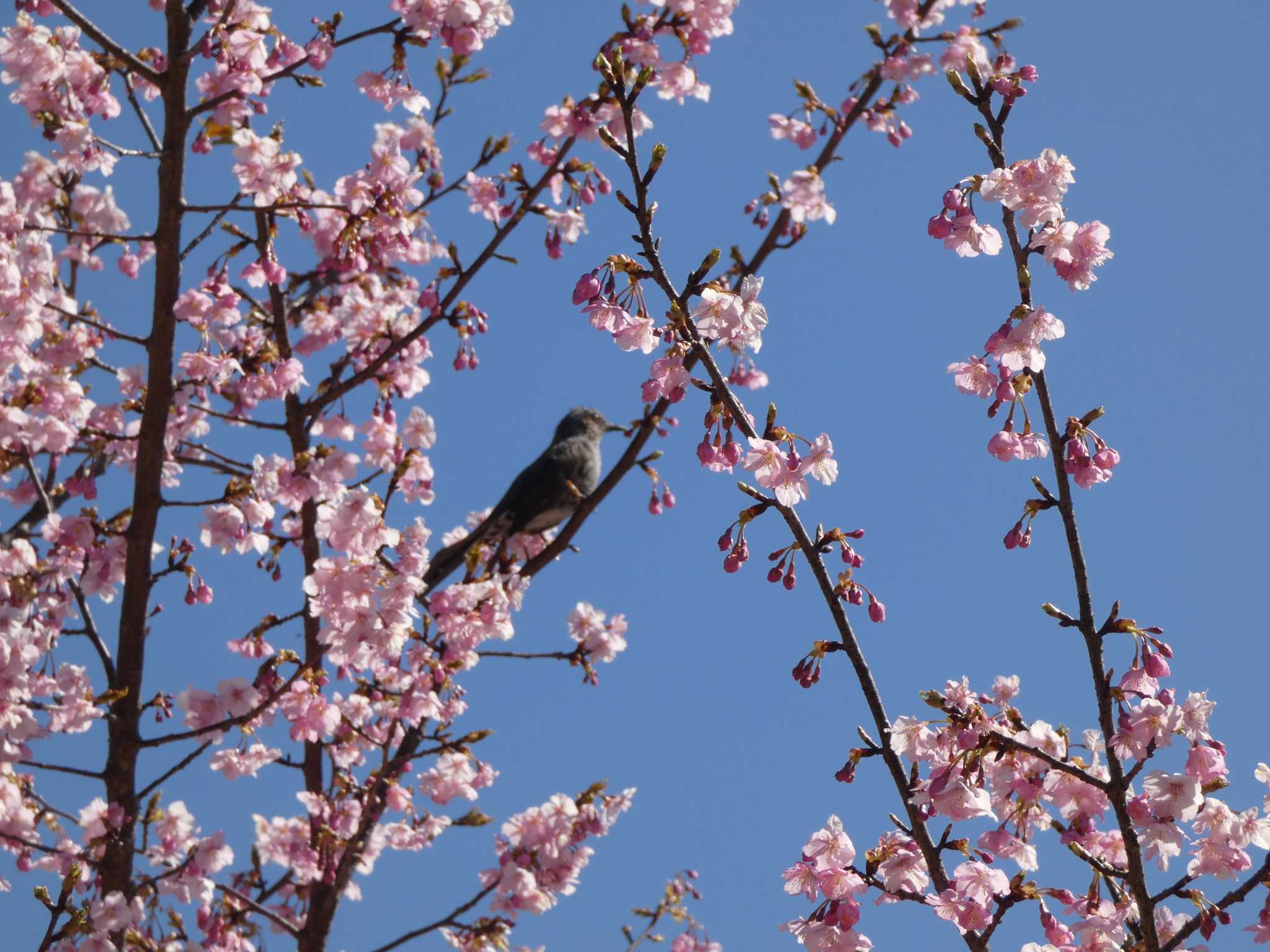 Brown-eared Bulbul