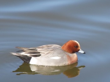 Eurasian Wigeon 波志江沼環境ふれあい公園 Sun, 3/3/2024