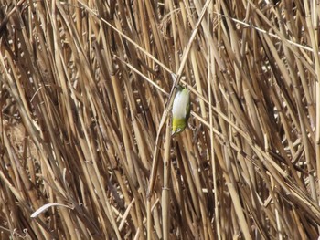 Warbling White-eye 波志江沼環境ふれあい公園 Sun, 3/3/2024