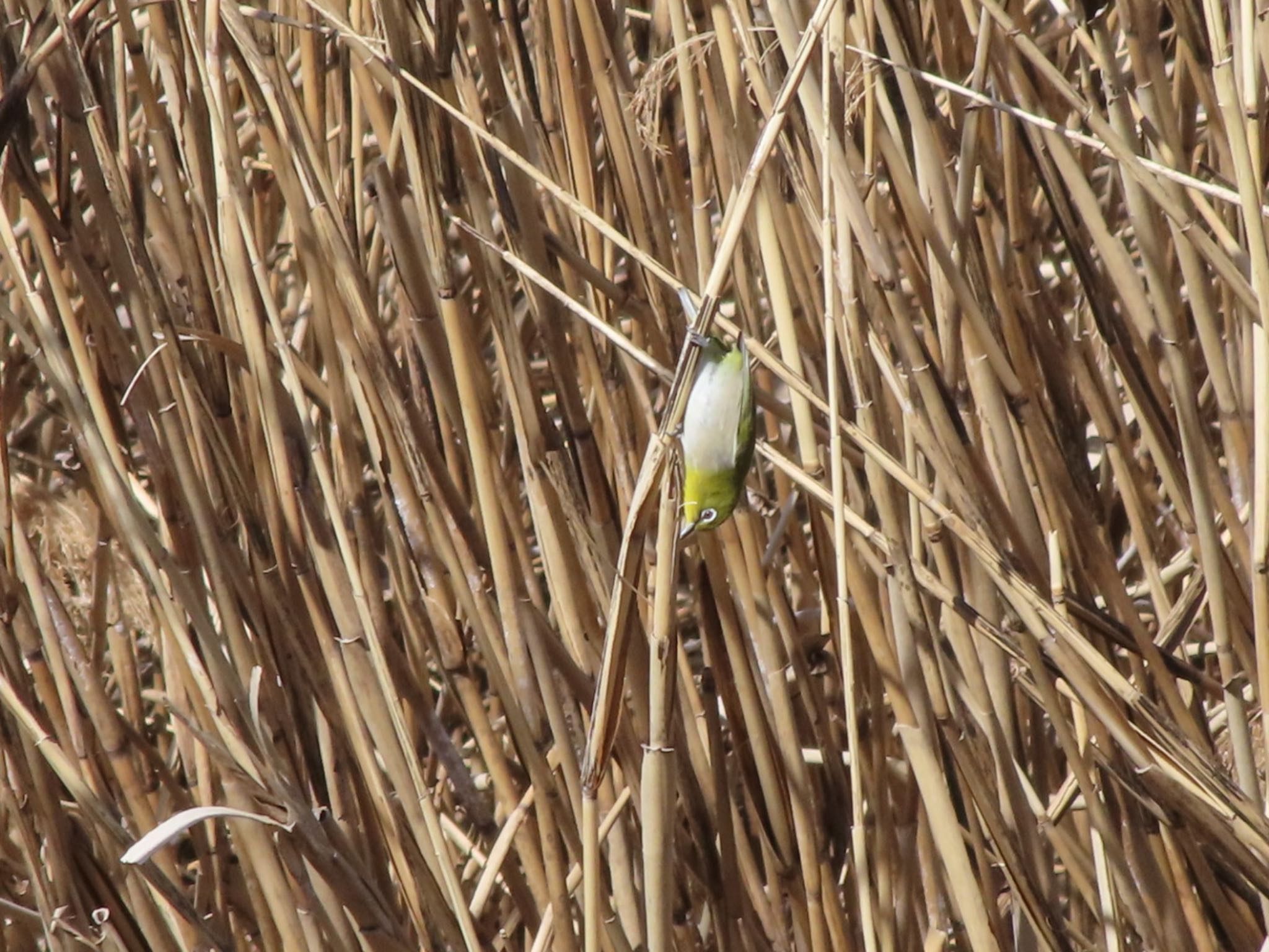 Warbling White-eye