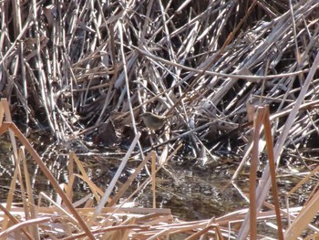 ウグイス 波志江沼環境ふれあい公園 2024年3月3日(日)