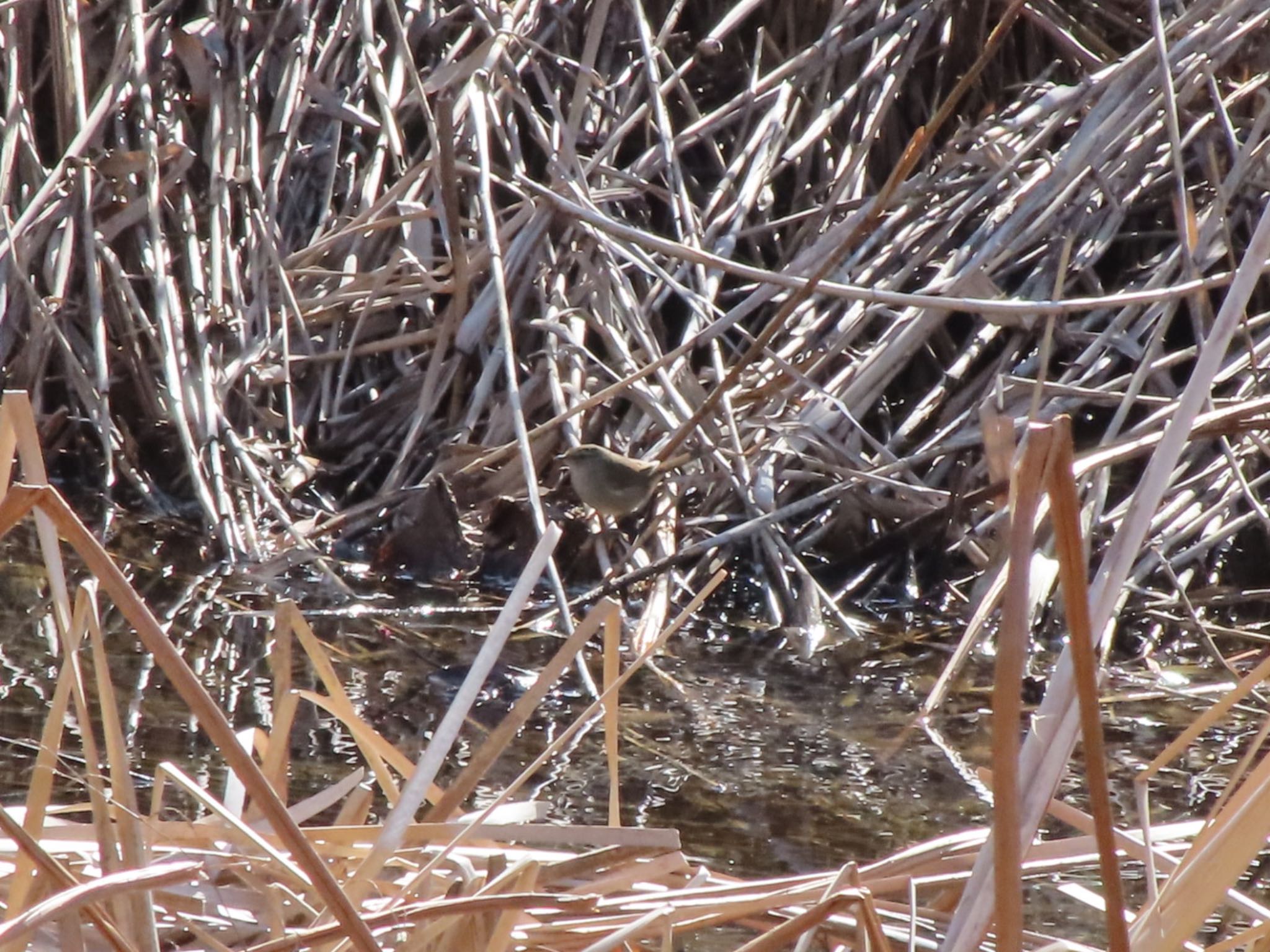 Photo of Japanese Bush Warbler at 波志江沼環境ふれあい公園 by アカウント12456