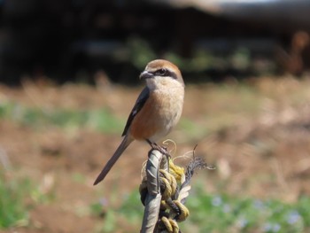 Bull-headed Shrike 寺家ふるさと村 Sun, 3/3/2024