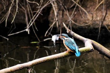 カワセミ 明石公園 2024年2月17日(土)