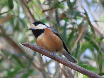 Varied Tit 寺家ふるさと村 Sun, 3/3/2024