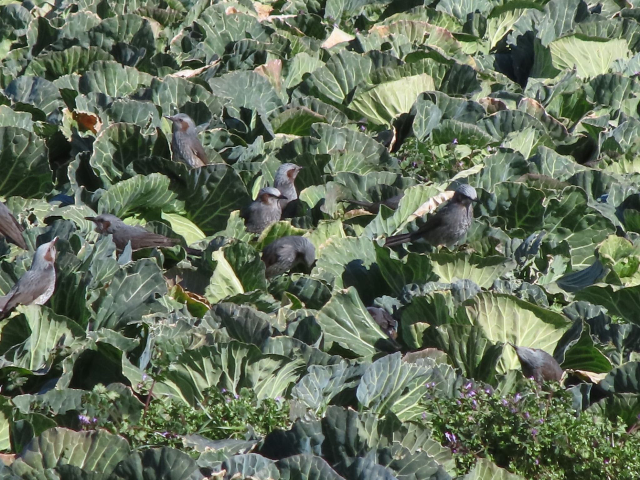 Brown-eared Bulbul