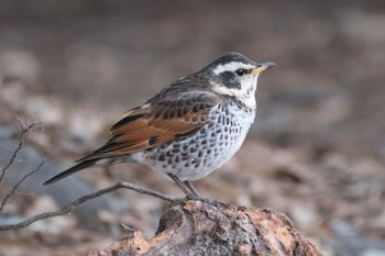 Dusky Thrush Koyaike Park Sun, 3/3/2024