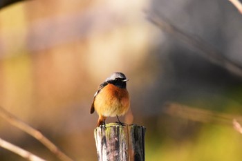 Daurian Redstart Akashi Park Sat, 3/2/2024