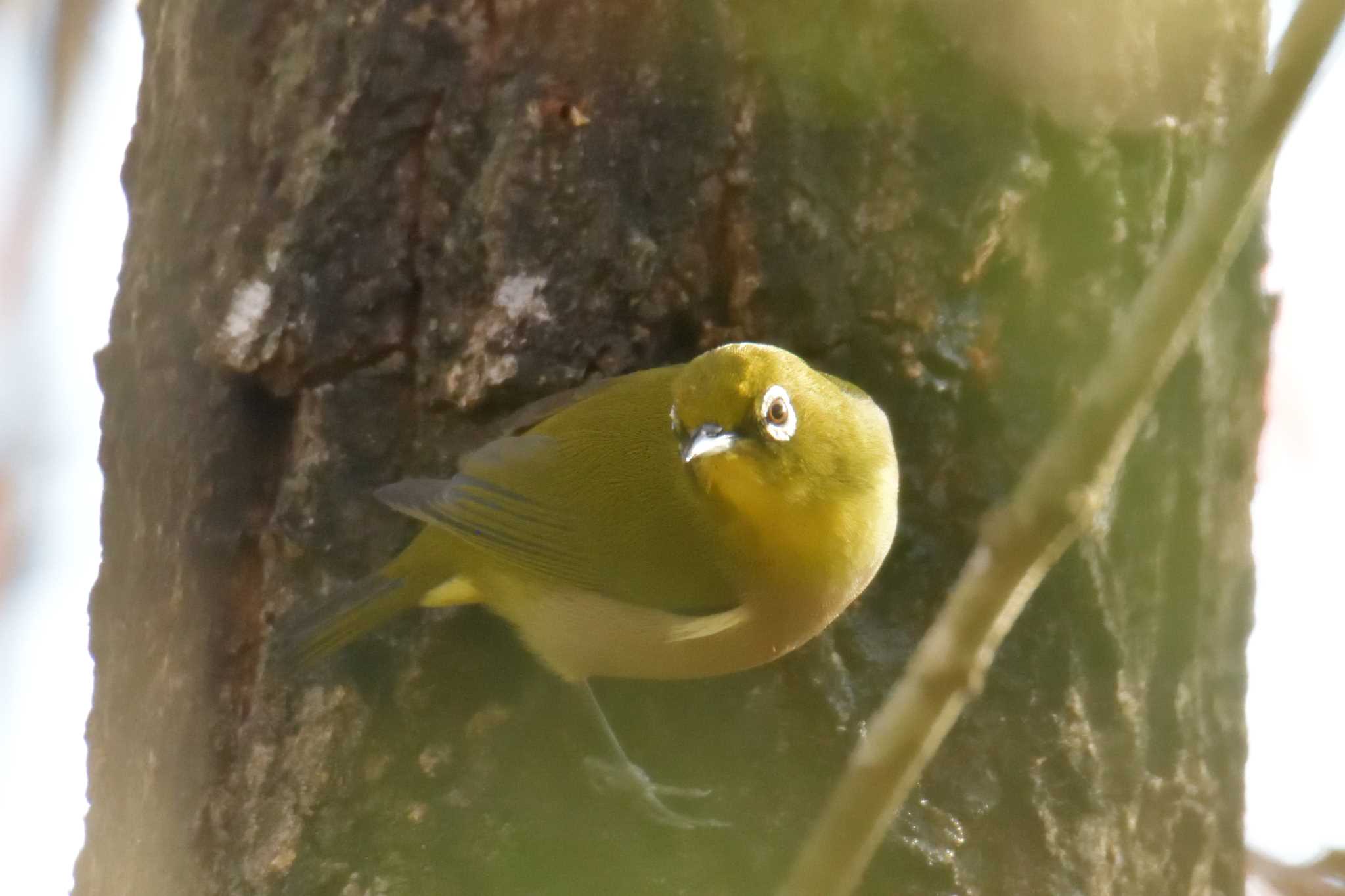 Warbling White-eye