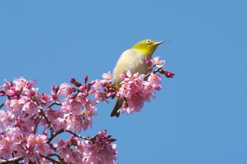 Warbling White-eye Osaka Tsurumi Ryokuchi Sun, 3/3/2024