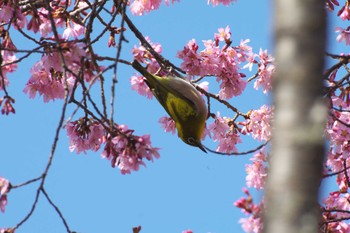 Warbling White-eye Osaka Tsurumi Ryokuchi Sun, 3/3/2024