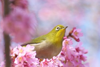 Warbling White-eye Osaka Tsurumi Ryokuchi Sun, 3/3/2024