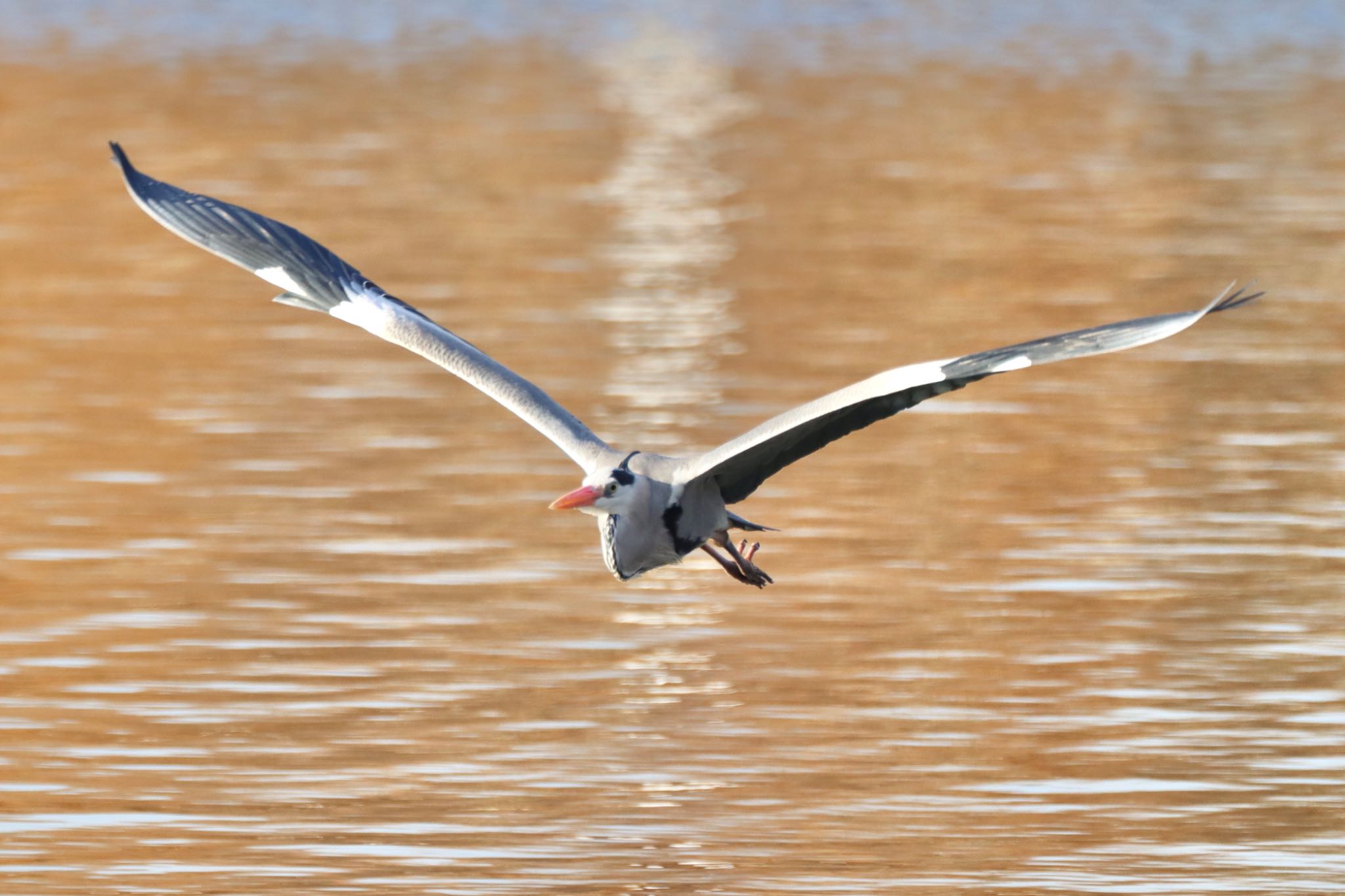 Photo of Grey Heron at Koyaike Park by Tak_O