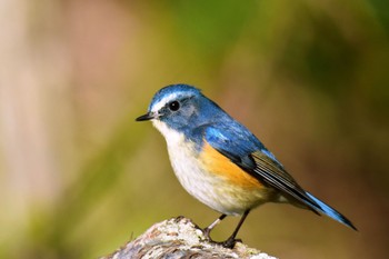 Red-flanked Bluetail Akashi Park Sat, 3/2/2024