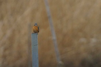 Common Kingfisher 涸沼 Tue, 2/20/2024