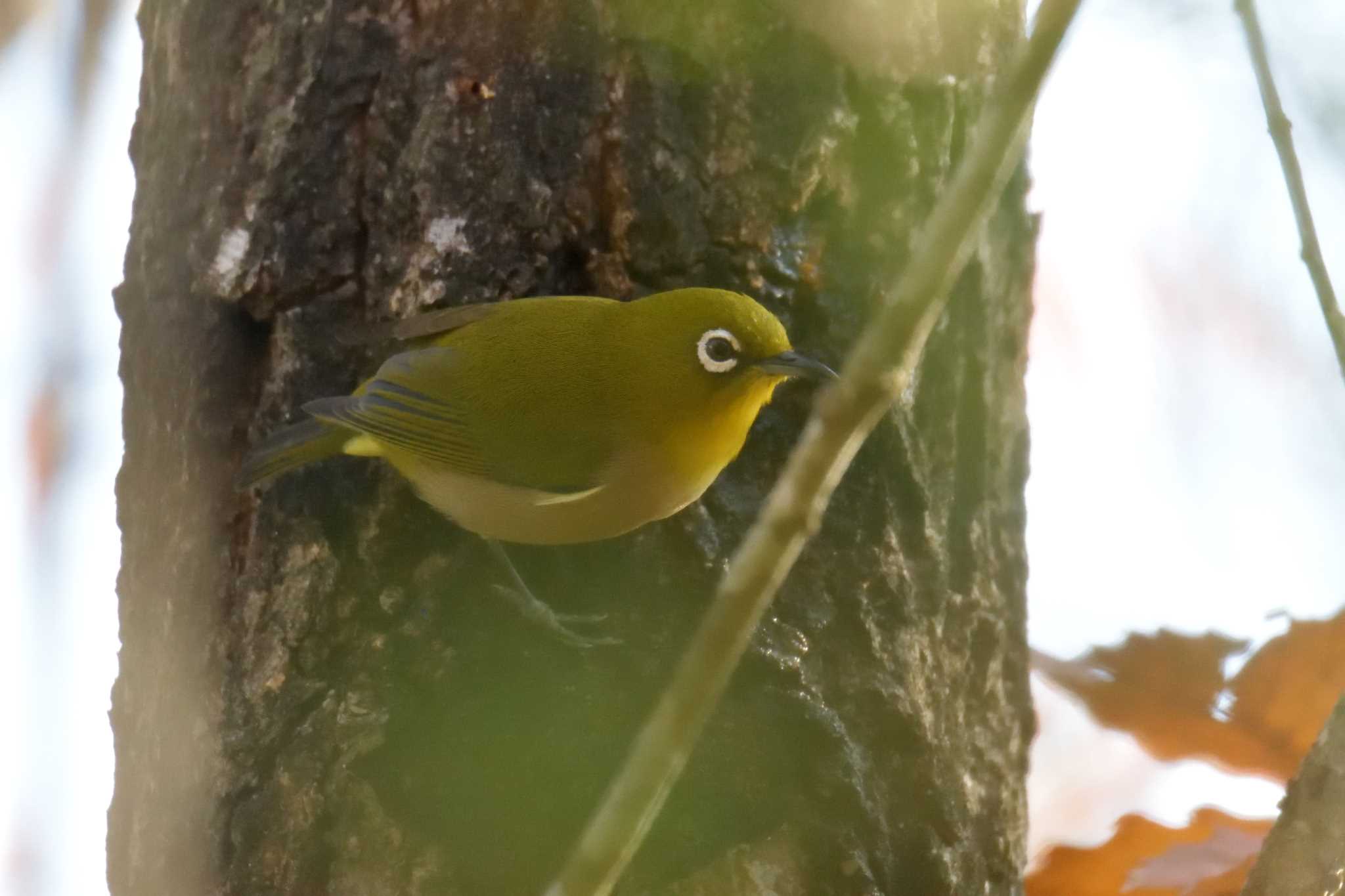 Warbling White-eye