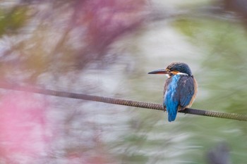 カワセミ 善福寺公園 2024年2月18日(日)