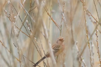 Siberian Long-tailed Rosefinch 涸沼 Tue, 2/20/2024