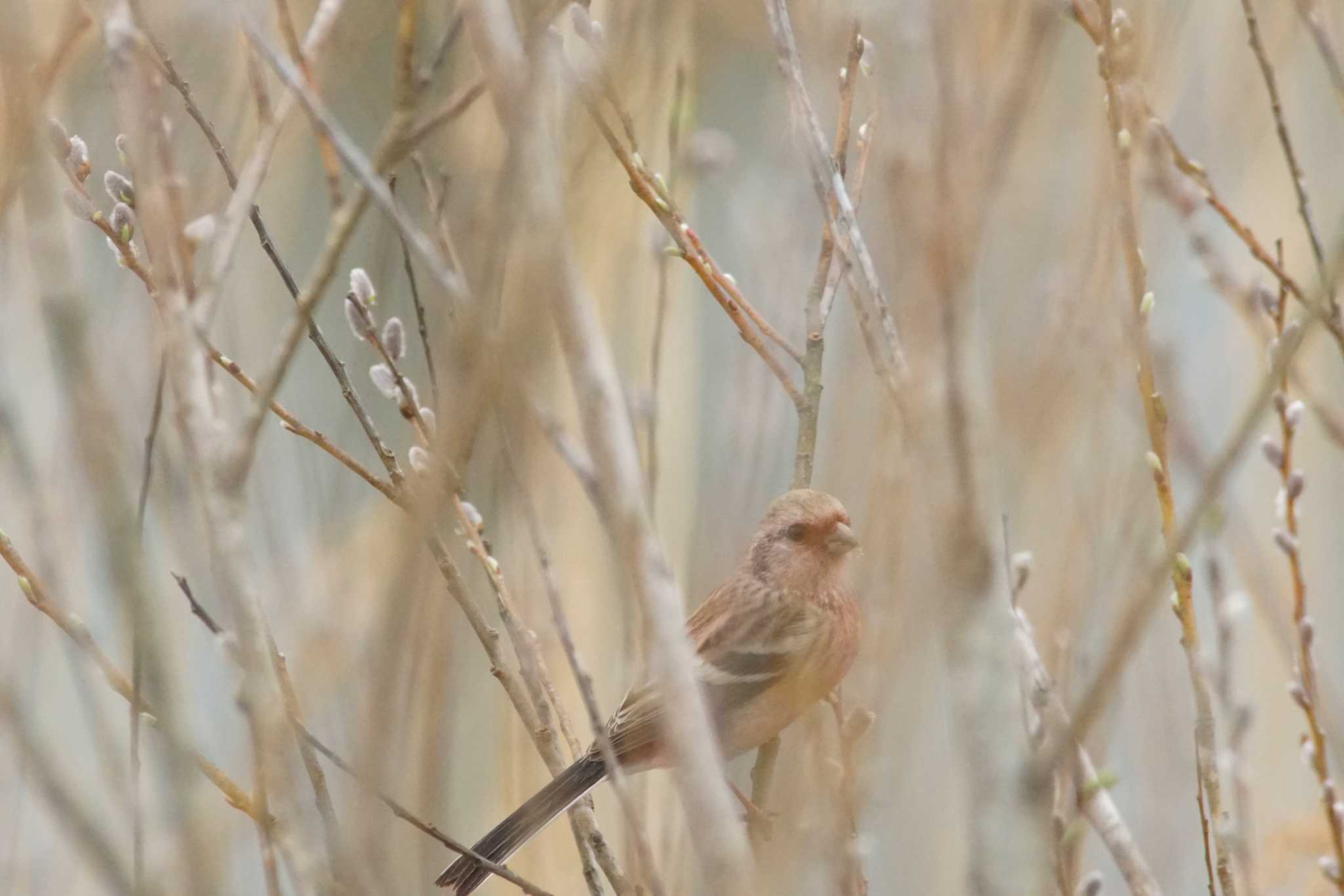 Photo of Siberian Long-tailed Rosefinch at 涸沼 by bea