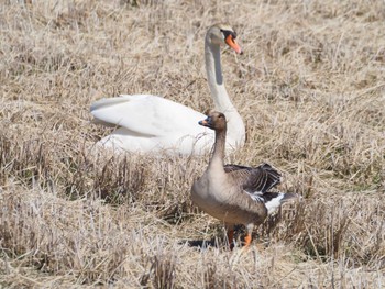 Tundra Bean Goose Teganuma Sun, 3/3/2024