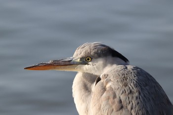 Grey Heron Koyaike Park Sun, 3/3/2024