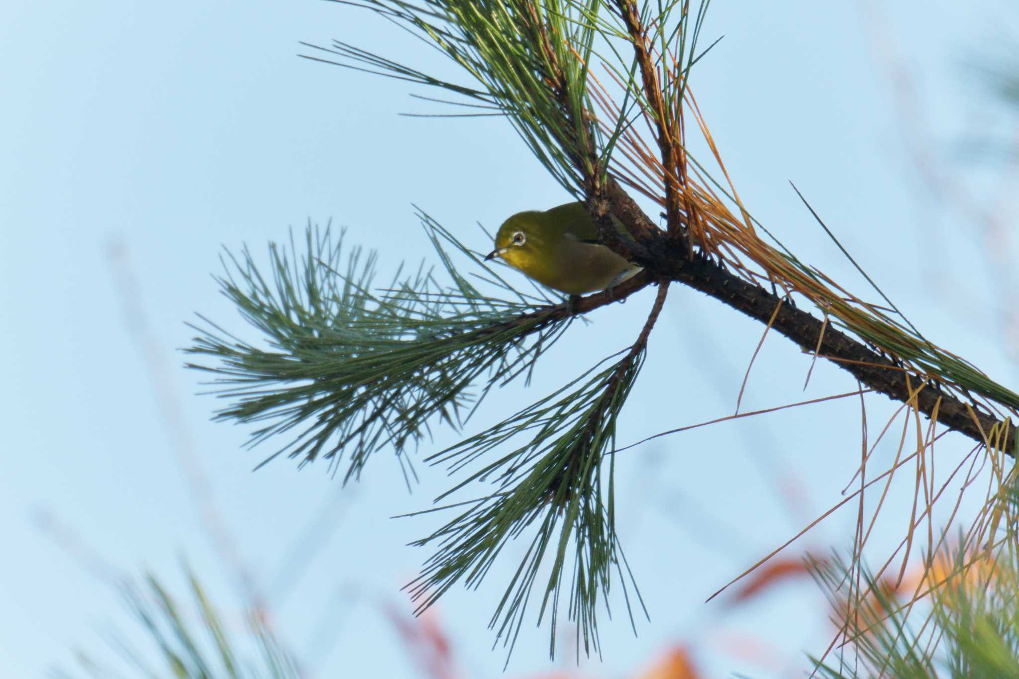 Warbling White-eye